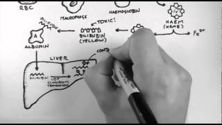 Bilirubin 1  Bilirubin Pathway [upl. by Roderich]