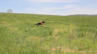 air scent dog working a scent cone  2014  K9 Cooper [upl. by Adis]