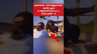 நன்றி மறவாத சிம்பன்சி🙏😭❤️ shorts chimpanzee animals [upl. by Osmo255]