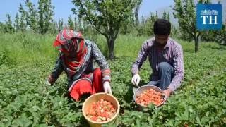 Kashmirs strawberry fields produce less cheer [upl. by Edelsten27]