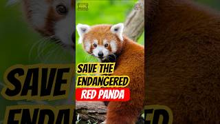 Stop Ignoring the Red Panda Crisis Its Time to Act [upl. by Gilpin]