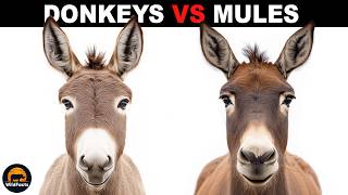 What Is The Difference Between Donkeys And Mules [upl. by Yantruoc]