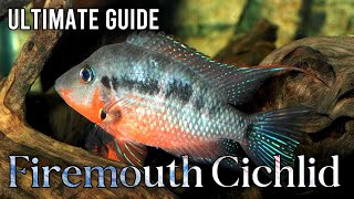 Firemouth Cichlid The Fiery Jewel of Central American Aquariums [upl. by Cora]