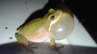 When a frog croaks literally Rubys Zoo [upl. by Tubb]