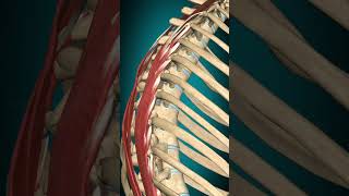 Longissimus thoracis muscle action Vertebral column Extension muscle anatomy [upl. by Jeno]