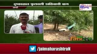 Sheti Mitra Pomegranate farming in drought situation [upl. by Fairweather]