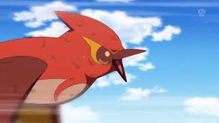 Talonflame  Pokemon AMV  Natural [upl. by Smiga]