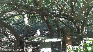 Sharp Shinned Hawk Bath [upl. by Chemaram929]