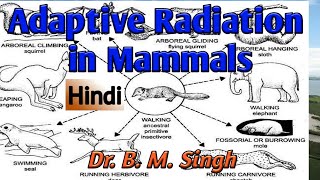 Adaptive Radiations in Mammals Hindi [upl. by Akinnej]