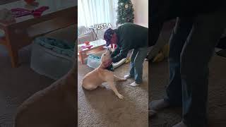 Dogs Rescuer Visits Him Every Christmas ❤️ [upl. by Skylar211]