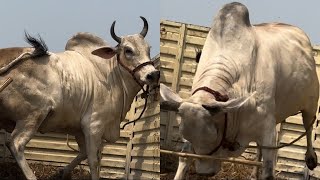 UNLOADING OF MOST AGGRESSIVE COW AT  MALLIKPUR CATTLE FARM  KOLKATA COW 2024 [upl. by Siduhey]