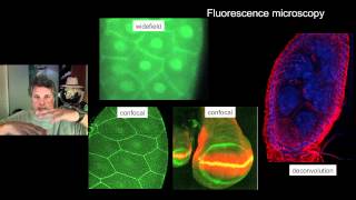 Cinelecture 21  Antibody Labeling Fluorescence Microscopy Prokaryotic Cells [upl. by Hamburger568]