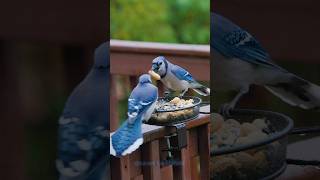 Blue Jay Thanksgiving Feast [upl. by Ttsepmet996]