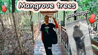 Mangrove Trees in TANJUNG PIAI Johor Malaysia [upl. by Cathe18]