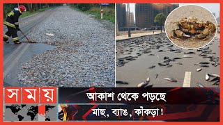 যুক্তরাষ্ট্রে বিরল মাছ বৃষ্টি  Fish Rain  US Fish Rain  Somoy TV [upl. by Lotti]