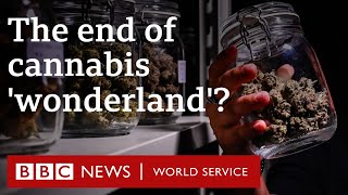 How Thailands lucrative cannabis industry is under threat  BBC World Service Documentaries [upl. by Yreffeg]