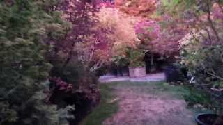 Summer colors of maples amp conifers in the seattle area  Amazing Maples [upl. by Puttergill211]