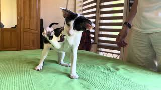 Mafiosi EU Marsala Oriental shorthair girl Black with white [upl. by Yasmine]