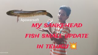 my💫 striata💥 sankehead fish small update in telugu please subscribe mm a to z vlogs formorevideos [upl. by Benni805]