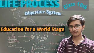 Digestive System in Human  CBSE Class 10 Science  Biology [upl. by Amos]