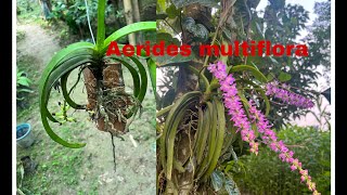 How to mount Aerides multiflora [upl. by Sihunn]