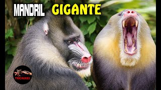 El Mandril mas grande del mundo Babuino vs Mandril [upl. by Nap453]