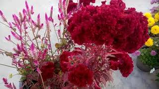 602  Celosia  Cockscomb को कब और कैसे लगाएं When amp how to grow Celosia Cockscomb Hindi10118 [upl. by Wiburg]