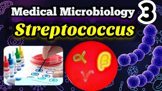 Streptococcus شرح بالعربي Morphology Classification and identification [upl. by Latyrc]