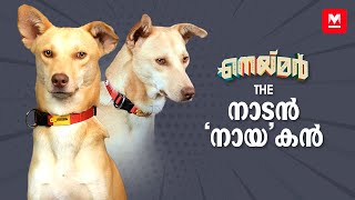 പെൺപട്ടിയുടെ മണം കിട്ടിയാൽ ഇവൻ ഓടും  Exclusive chat with Neymar the dog and team [upl. by Centeno]