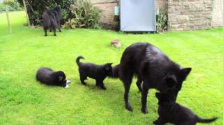 Groenendael puppies playing outside [upl. by Nagek472]