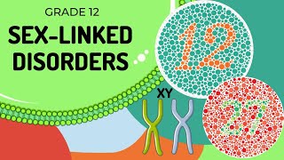 Sex linked Genetic diagrams [upl. by Nryhtak]