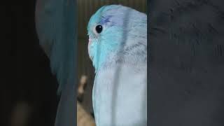 FORPUS RELAXATION SOUND  PARROTLET SINGING AMAZING 🎶🎵 [upl. by Akemehc]