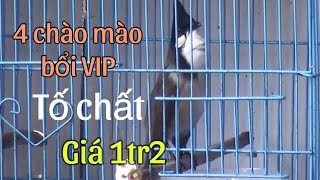 BỔI VIP GIÀ RỪNG GIỌNG PHÊ TỐ CHẤT  1TR2  4 CHÀO MÀO VIP LÔNG MỎNG DÀI ĐÒN HÓT ĐẤU CỰC SUNG [upl. by Ewold642]