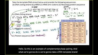 Complementary Base Pairing Review [upl. by Enneibaf]