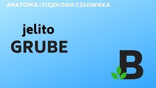 jelito grube  ANATOMIA i FIZJOLOGIA człowieka  KOREPETYCJE z BIOLOGII  262 [upl. by Barrie]