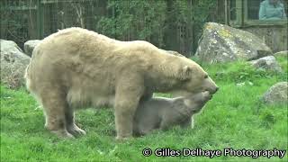 Jonge IJsbeer Otis  Young Polar Bear  Dierenrijk [upl. by Alih]