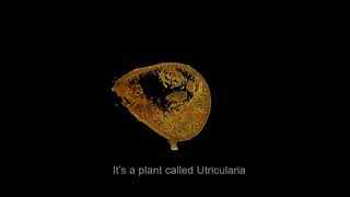 The secret of how Utricularia Gibba makes its animal sucking traps [upl. by Divad]