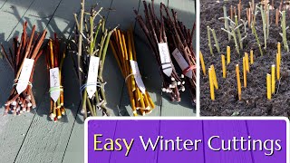 Easy Winter Cuttings Hardwood Propagation [upl. by Lairbag]