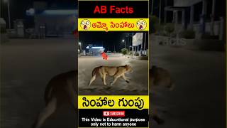 🦁సింహాల గుంపు🦁 Lions walking in Gujarat roads telugufacts lion shorts youtubeshorts abfacts [upl. by Hobbie]