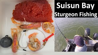 Sturgeon Fishing Suisun Bay CA Delta Good Bite [upl. by Fianna923]