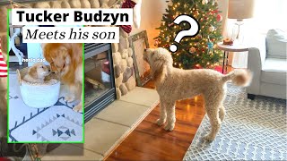 Tucker Budzyn Meets His Son  My Dog Reacts [upl. by Yttocs]