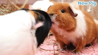 New Guinea Pig Introduction [upl. by Aicyla447]