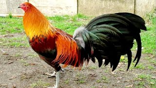 ROOSTER CROWING VIDEOS 🐓 ROOSTER SOUND 🐔 BEST [upl. by Noman422]