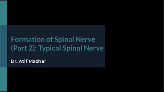 Formation of Spinal Nerve Part 2 Typical Spinal Nerve [upl. by Vernier812]