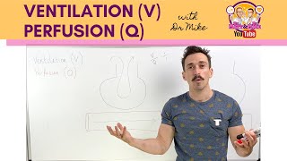 Ventilation V Perfusion Q Coupling [upl. by Suedama]