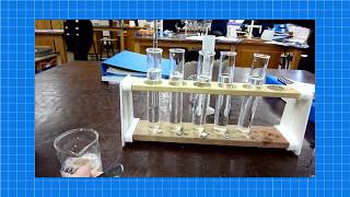 Fish Gill Dissection  A Level Biology Required Practical [upl. by Meesak]