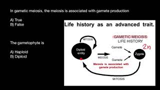 Gametic meiosis  Gametophyte  Sporophyte [upl. by Sachiko]