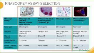 Introduction to the RNAscope® Assay [upl. by Artur95]