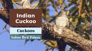 The Indian Cuckoo Cuculus micropterus [upl. by Arannahs]