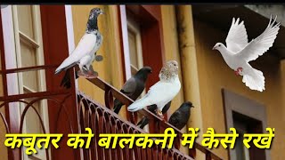 Kabutaron Ko balcony me kese rakhe [upl. by Innus]